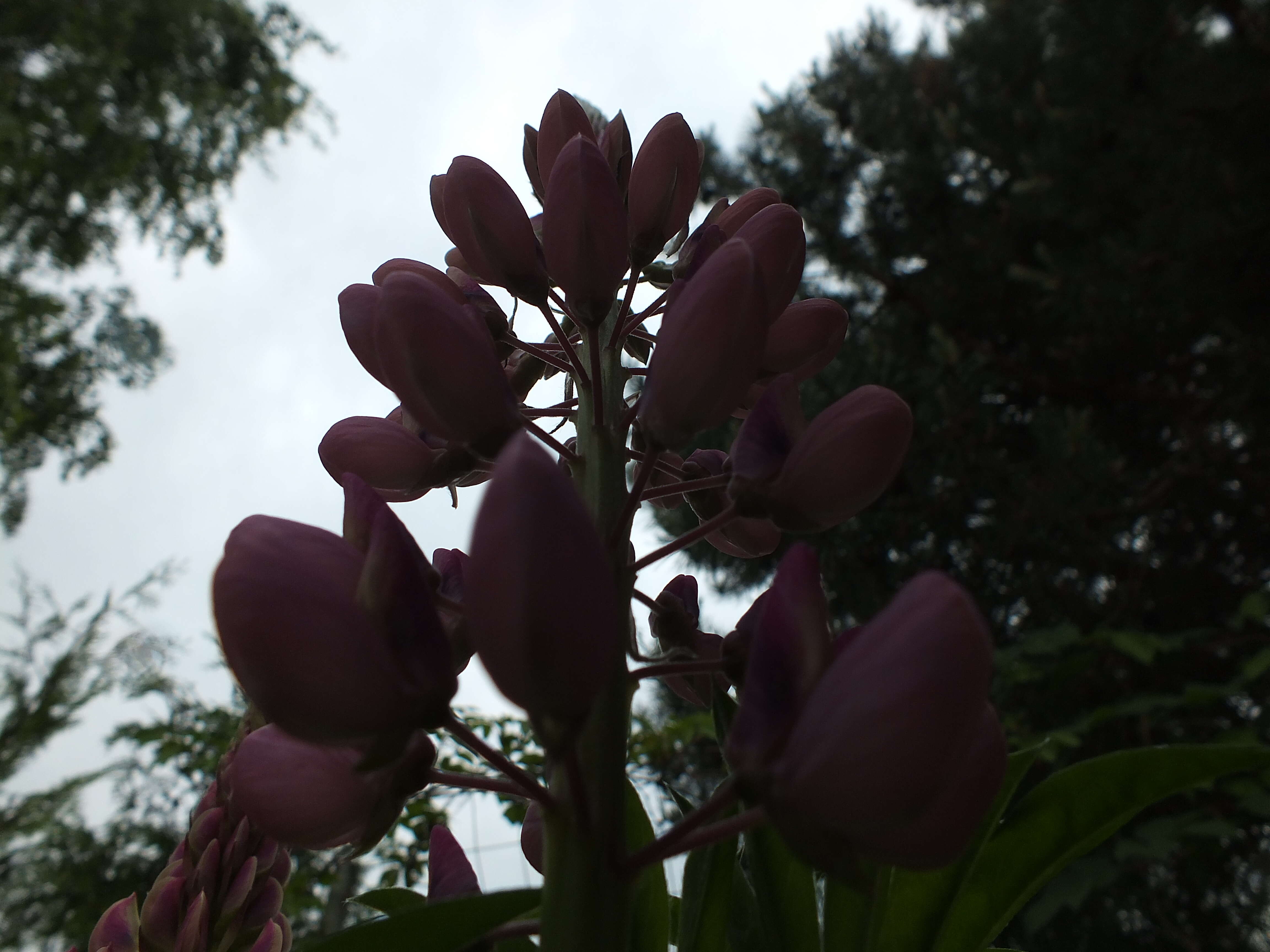 Plancia ëd Lupinus polyphyllus Lindl.