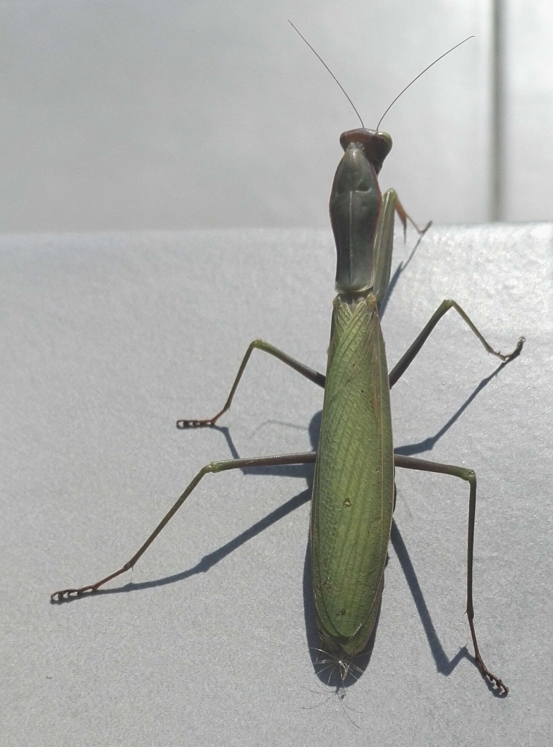 Plancia ëd Mantis