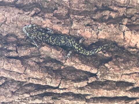 Image of Green Salamander