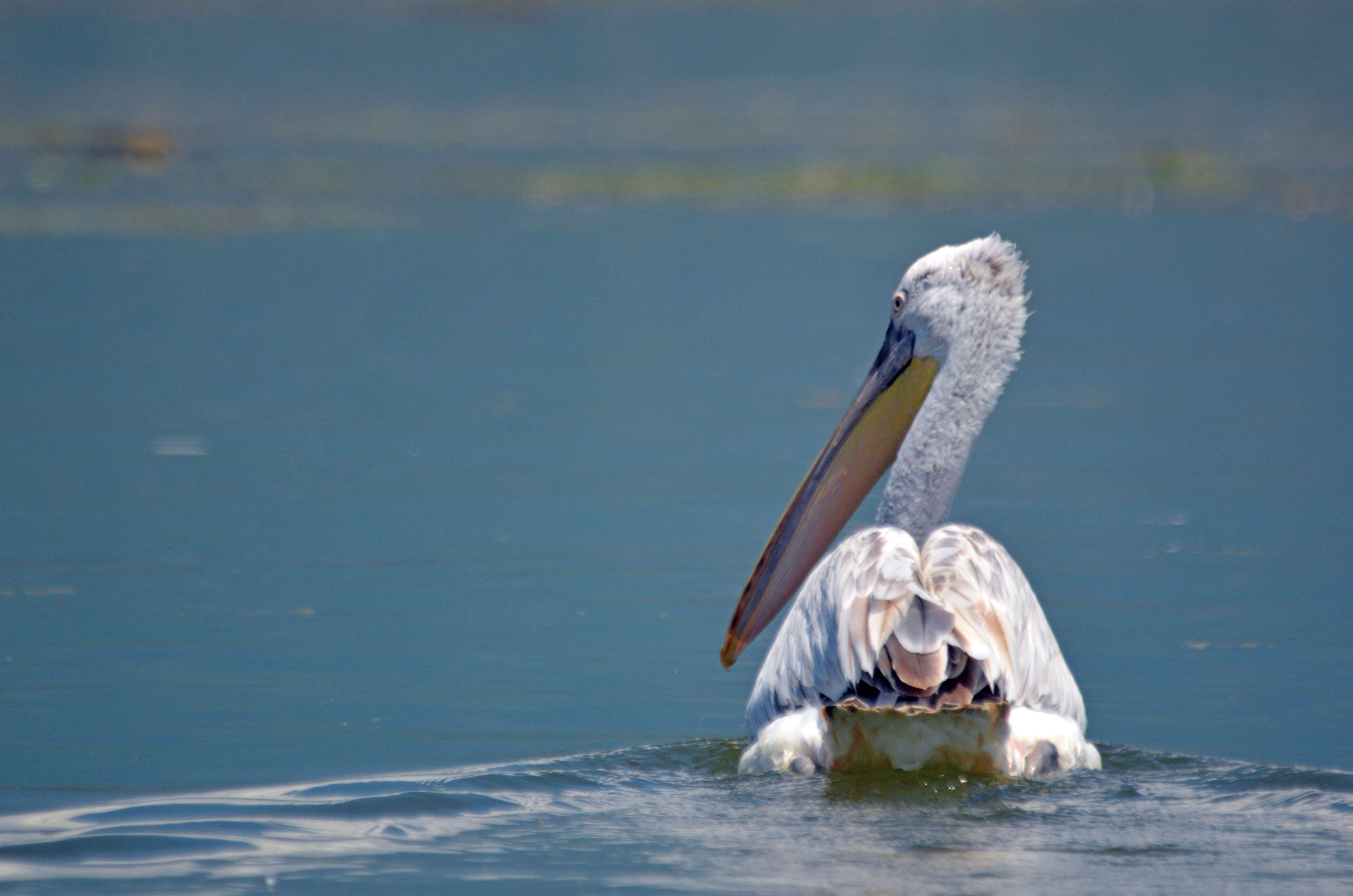 Image of Dalmatian Pelican