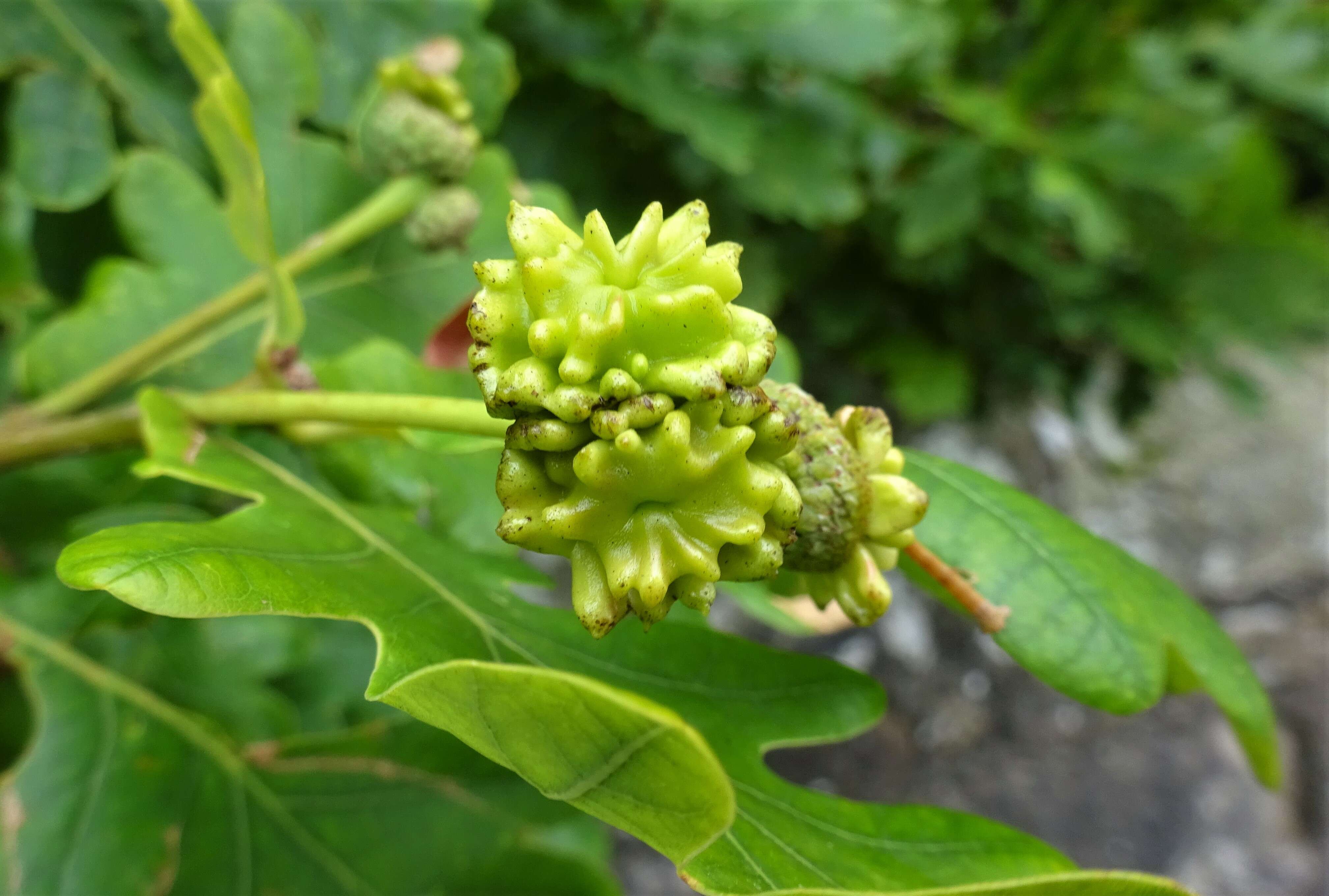 Image of Knopper gall wasp