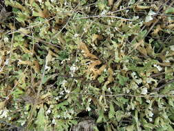 Image of Cladonia foliacea (Huds.) Willd.