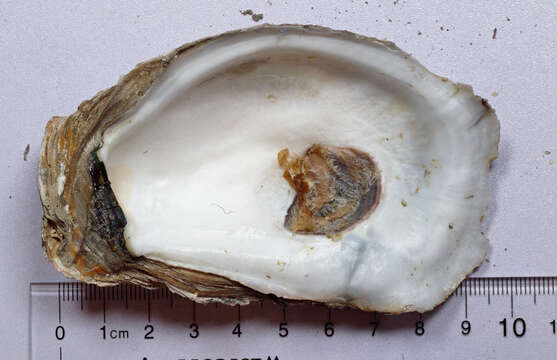 Image of Oyster