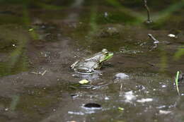 Слика од Lithobates catesbeianus (Shaw 1802)