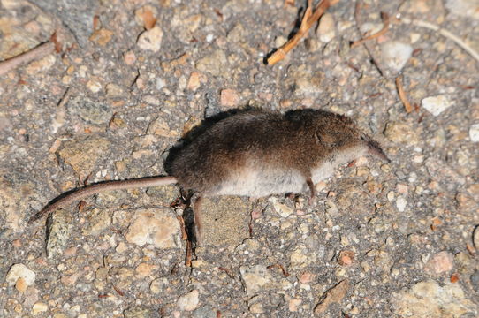 Image of Merriam's Shrew
