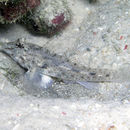 Image of African fusegoby