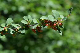 صورة Cotoneaster integerrimus Medik.