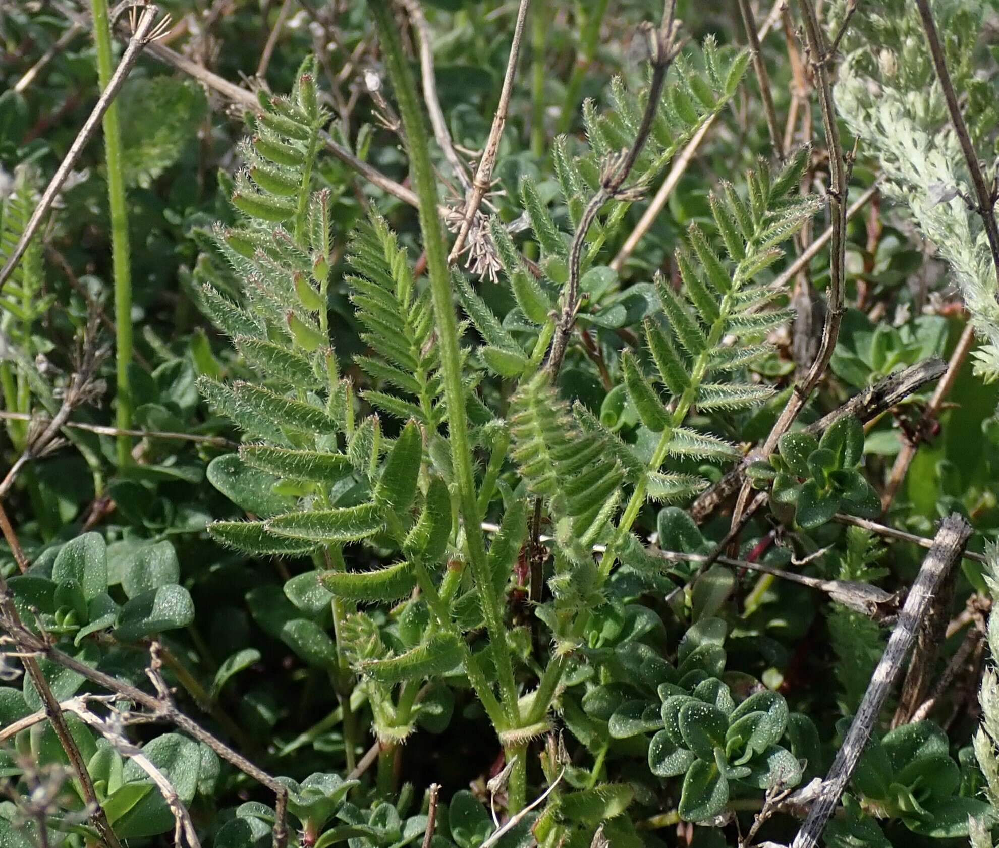 Image of Astragalus danicus Retz.