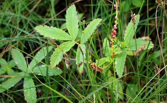 Image of comarum