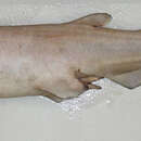 Image of Deepwater Catshark