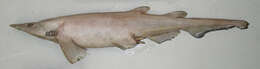 Image of Deepwater Catshark