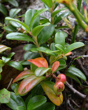 Image of lingonberry