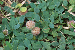 Image of strawberry clover