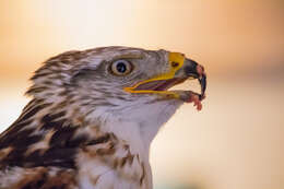 Image of Common Buzzard