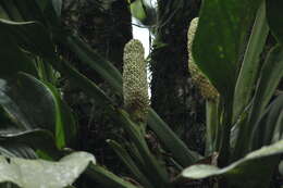 Image of Adanson's monstera