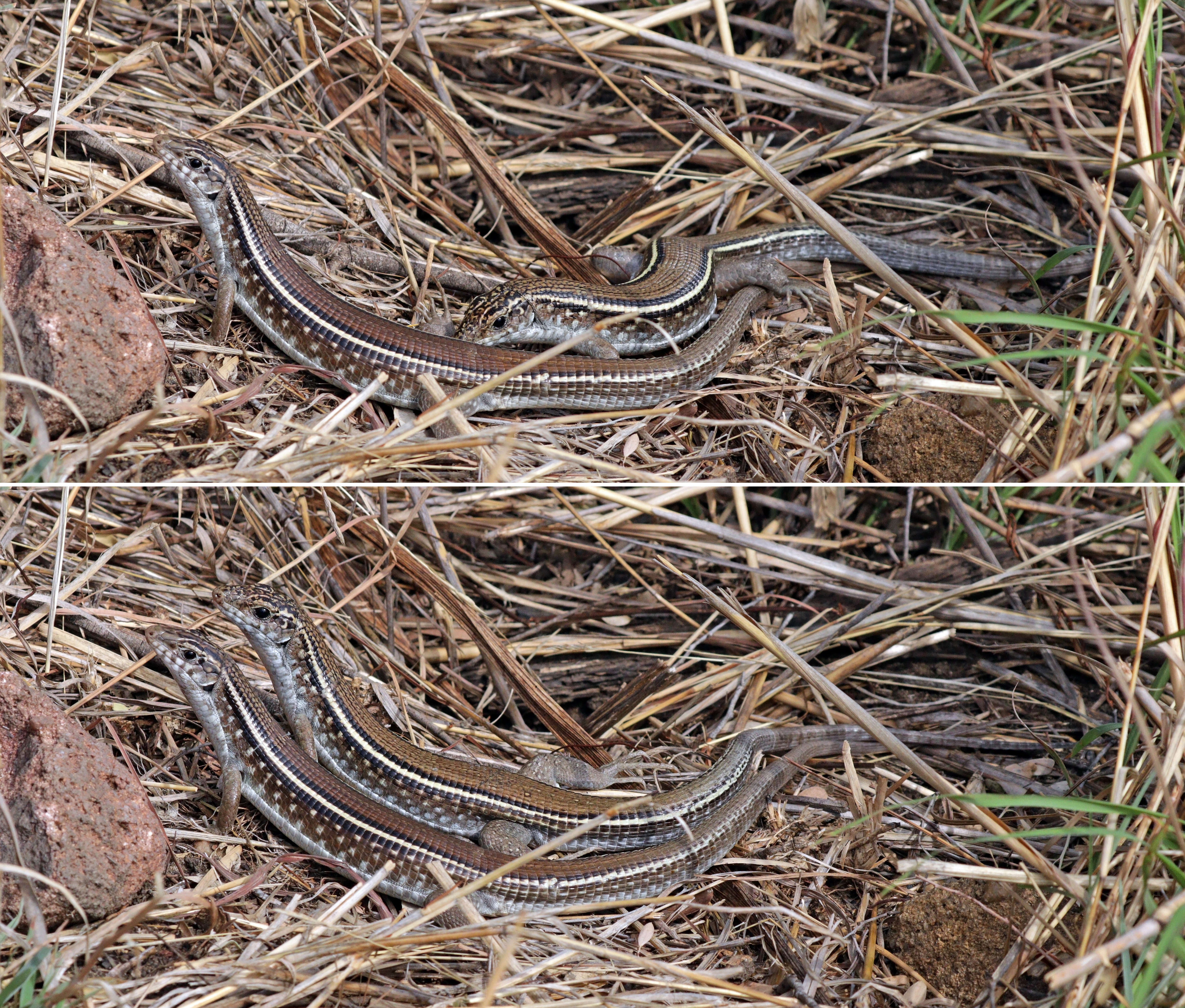 Image of Ornate Girdled Lizard