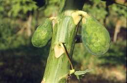 Image of Papaya ringspot virus