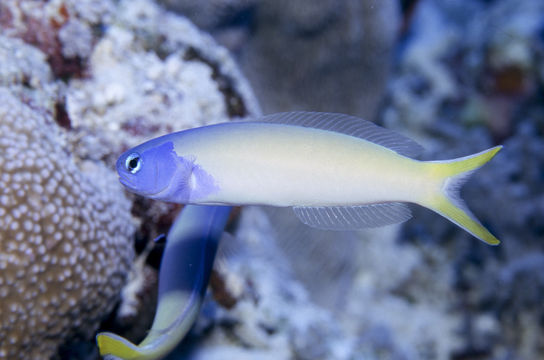 Image of Bluehead tilefish