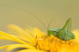 Image of speckled bush-cricket