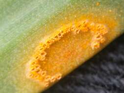 Image of Puccinia sessilis J. Schröt. 1870