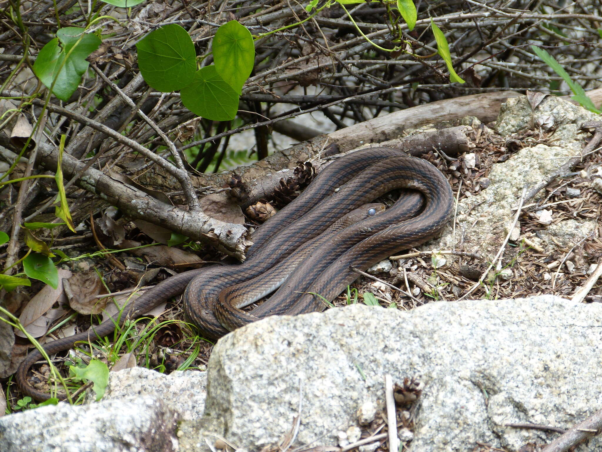 صورة Elaphe quadrivirgata (H. Boie 1826)