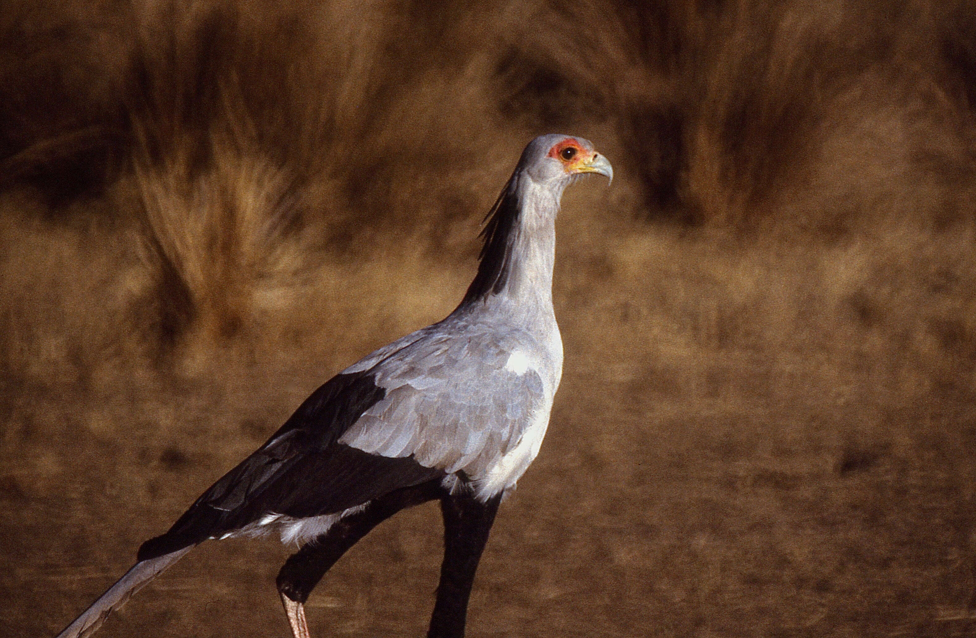 Sagittariidae resmi