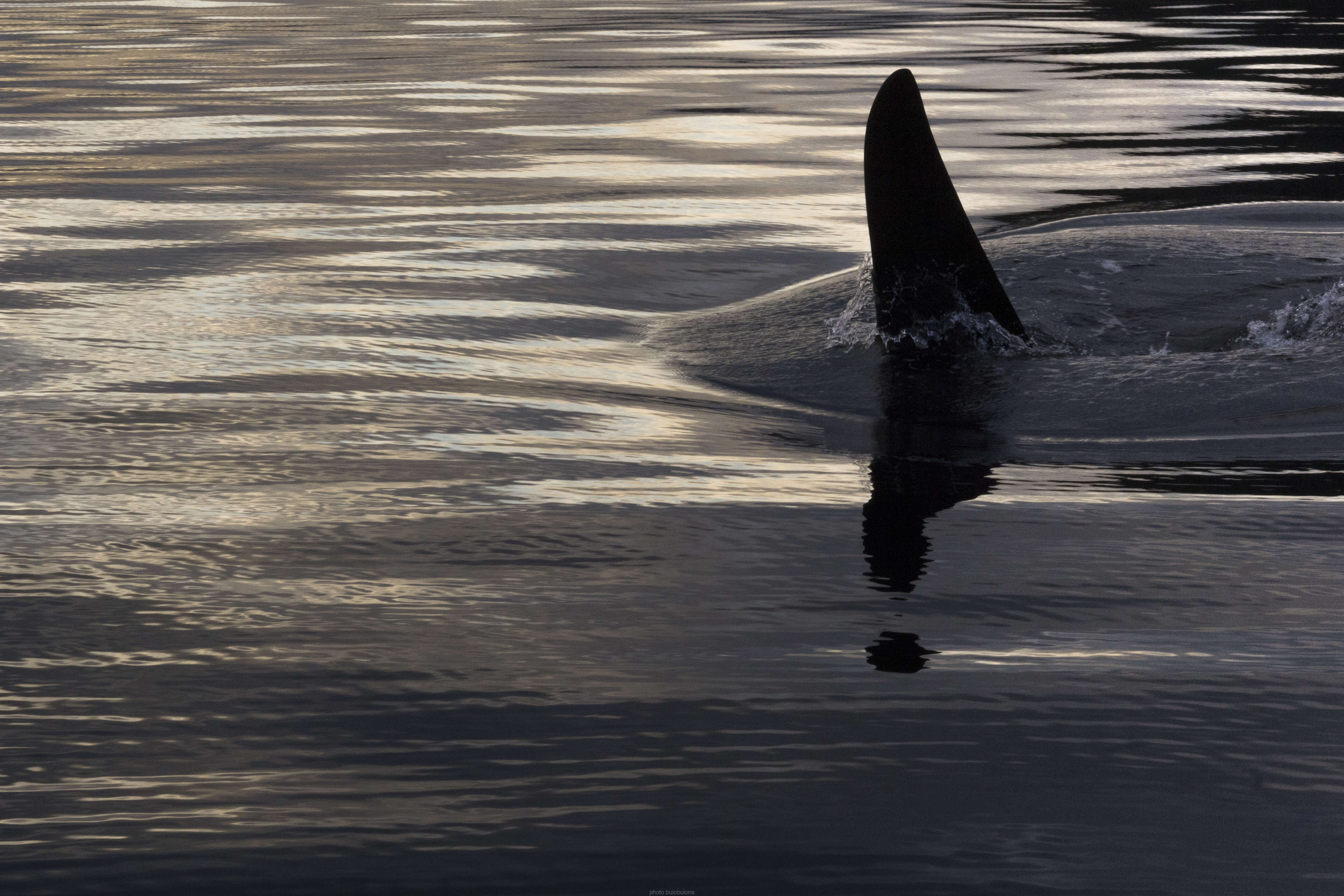 Image of killer whale