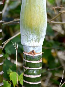 Image of Dypsis baronii (Becc.) Beentje & J. Dransf.