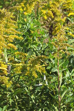 Image of gray goldenrod