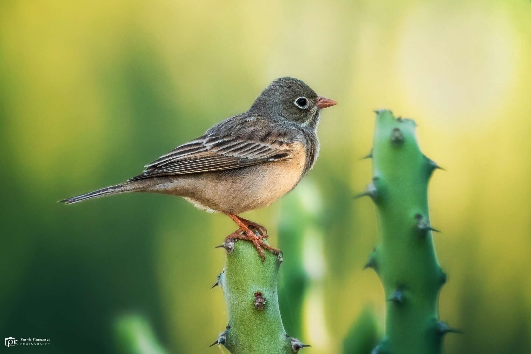 Image of Grey-necked Bunting