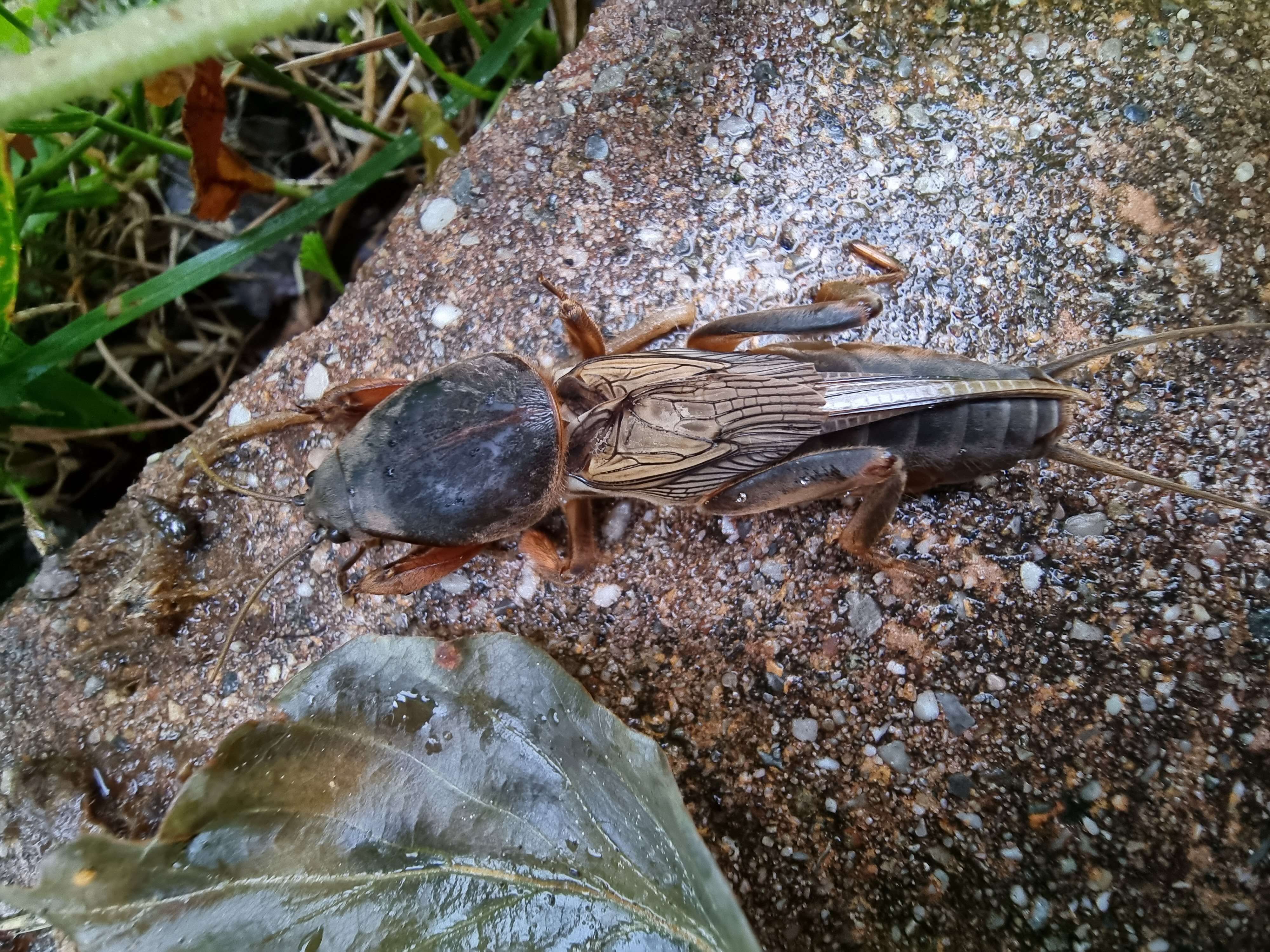 Image of European Mole Cricket