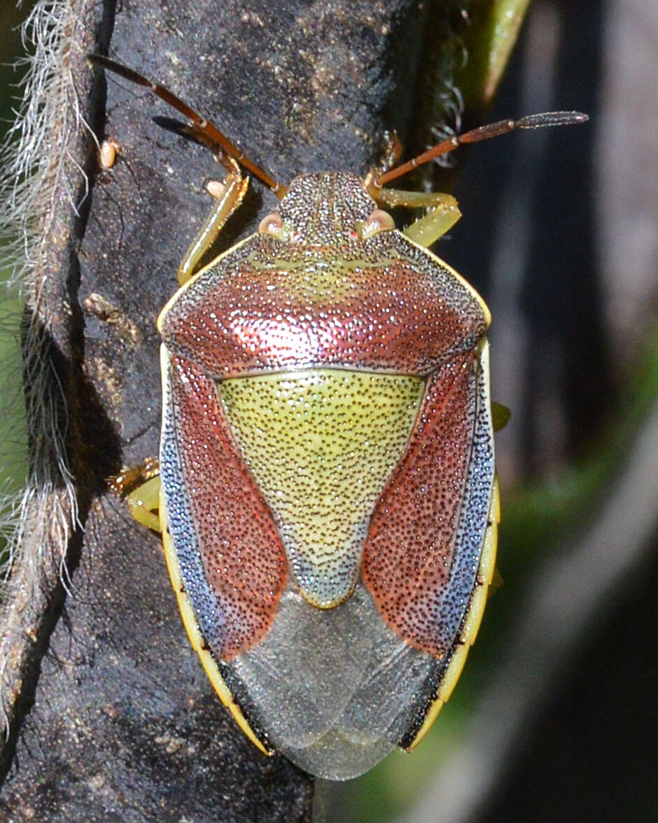 Image of Piezodorus lituratus (Fabricius 1794)