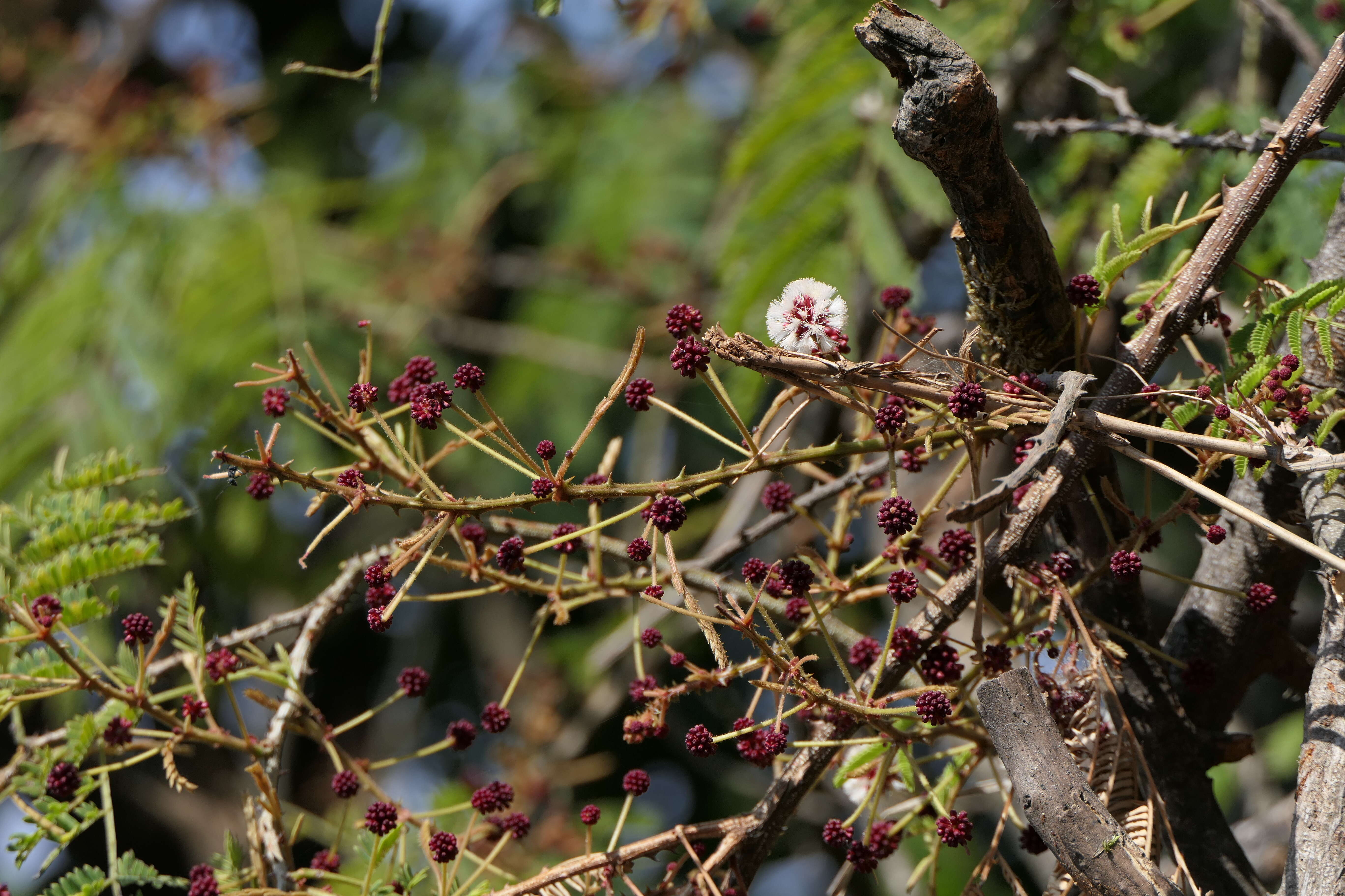 Image of gum arabic