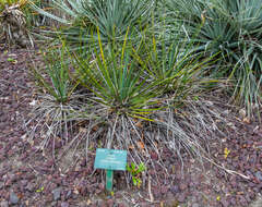 Image of hesperoyucca