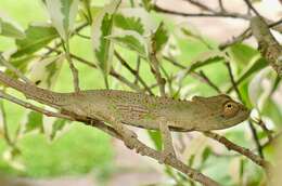 Image of Dhlinza Dwarf Chameleon