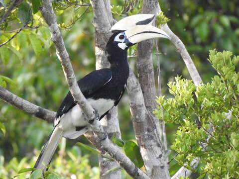 Image of Oriental Pied Hornbill