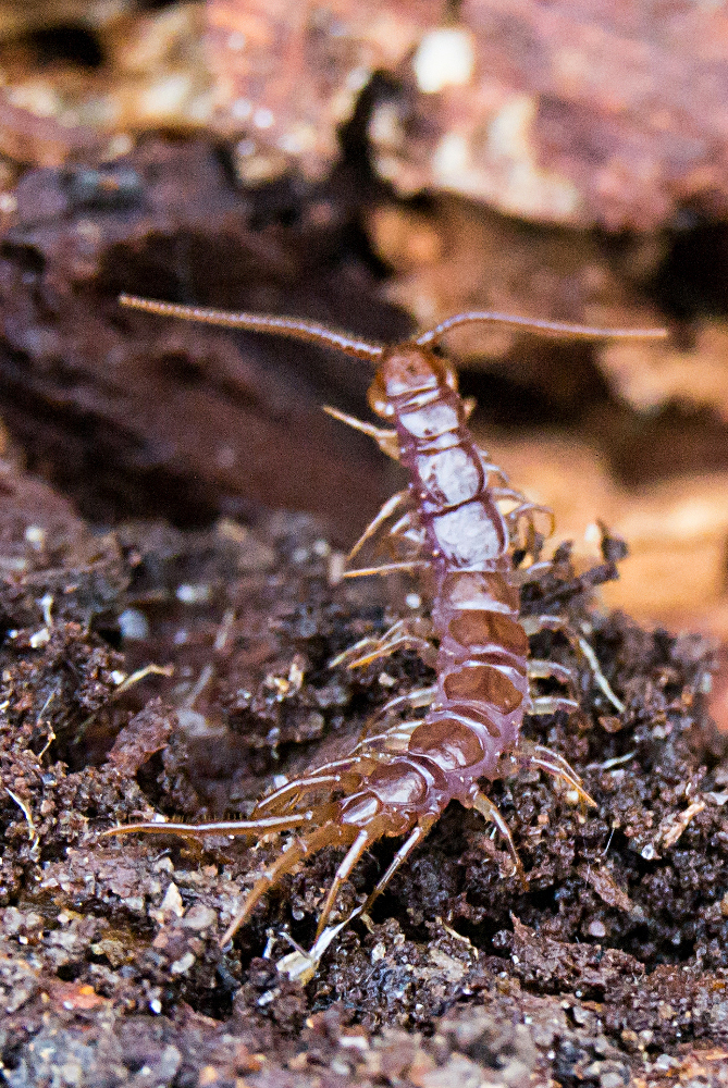 Image of Lithobius forficatus (Linnaeus 1758)