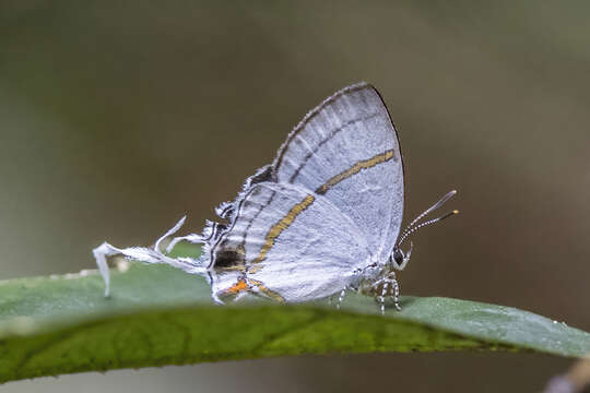 Слика од Hypolycaena