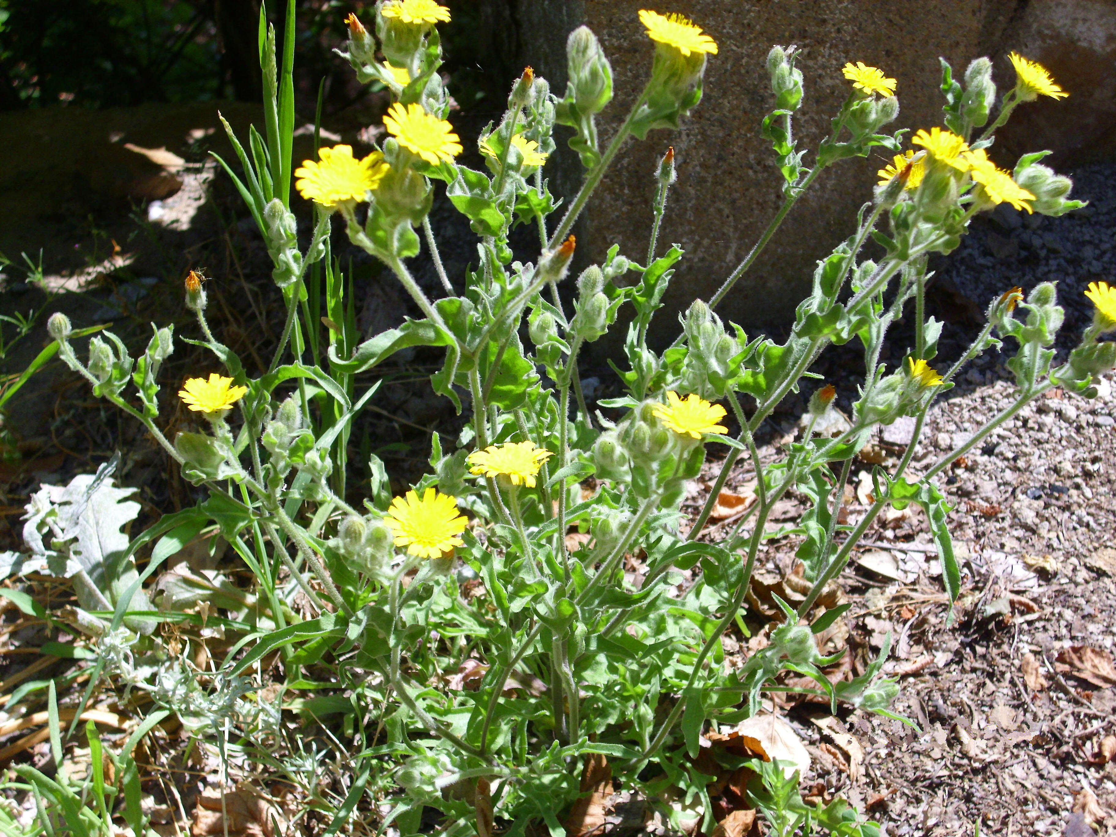 Image of Andryala integrifolia L.