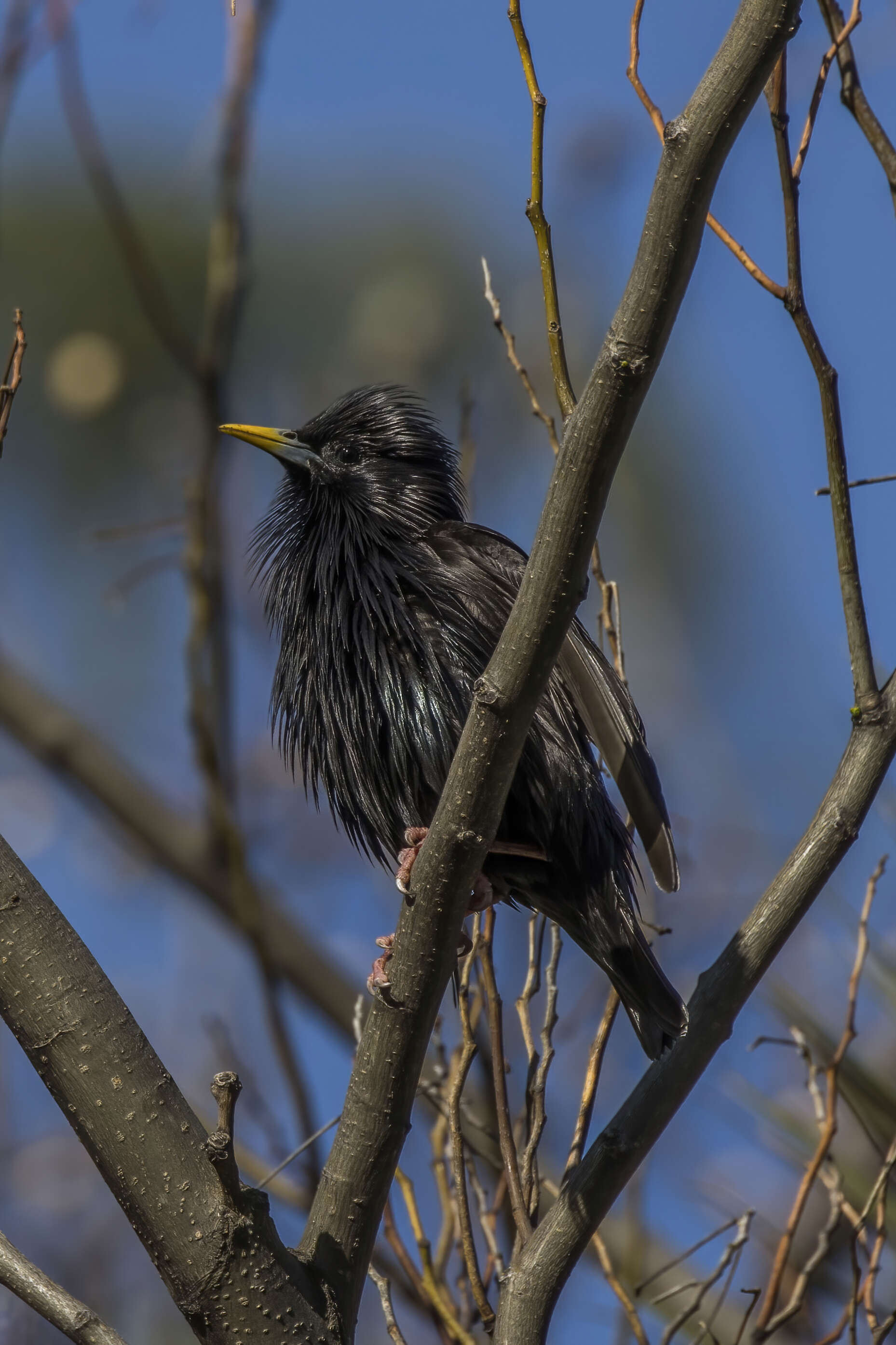 Image of Spotless Starling