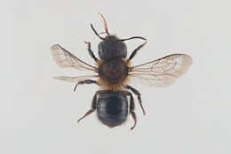 Image of Western mason bee