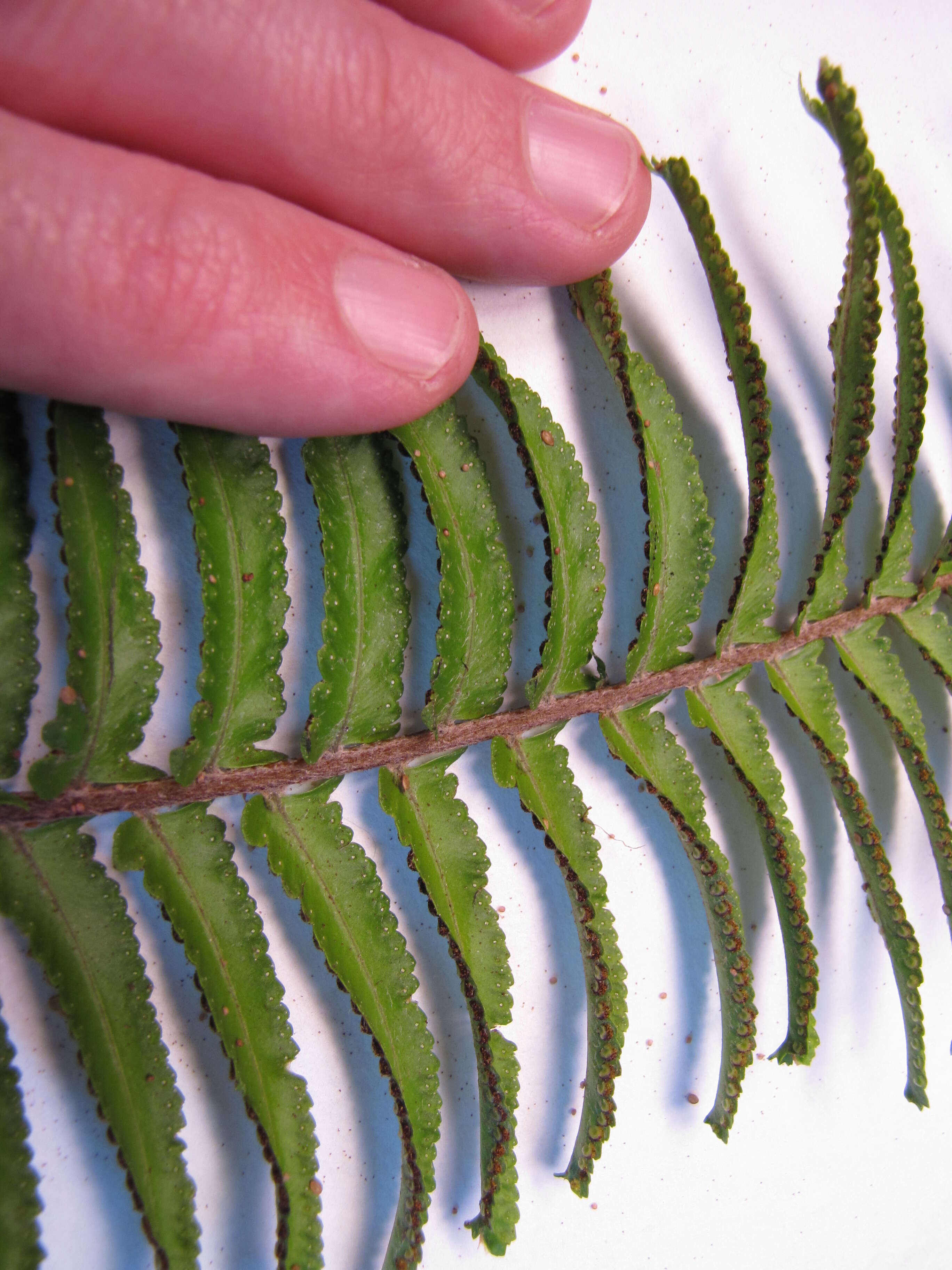 Image of Asian sword fern