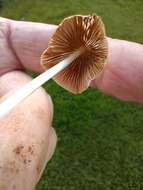 Image of Conocybe apala (Fr.) Arnolds 2003