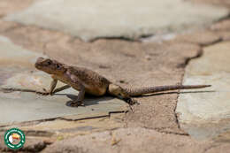 Image of Mwanza Flat-headed Rock Agama