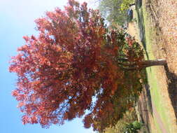 Image of Japanese Zelkova