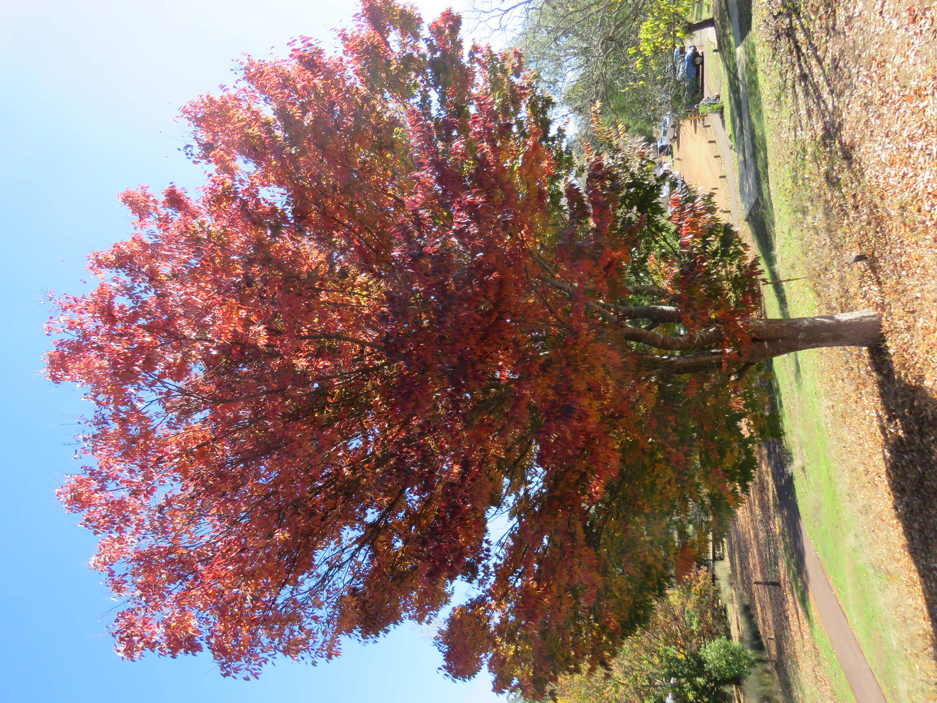 Image of Japanese Zelkova