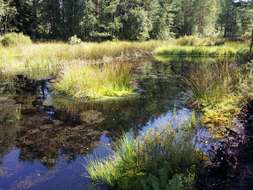 Image of Bladderwort