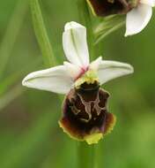 Image of Ophrys holosericea