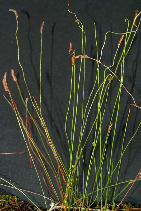 Imagem de Schizaea fistulosa Labill.