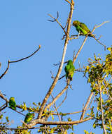 Image of Yellow-fronted Parrot